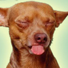 Picture of Lique